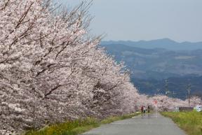 桜ツアーイメージ写真 イメージ
